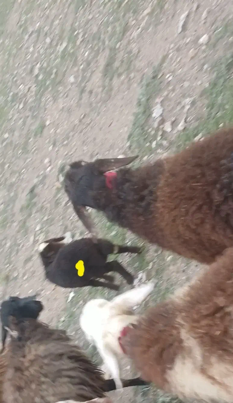 بره|حیوانات مزرعه|کنگاور, |دیوار