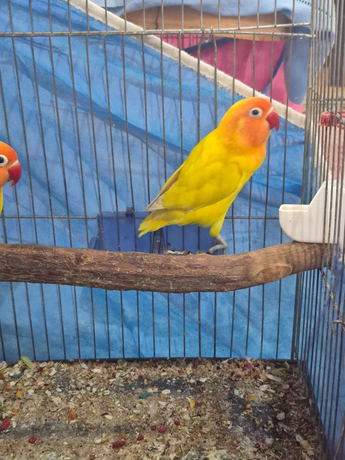 طوطی برزیلی فیشر طلایی|پرنده|اهواز, کیانپارس |دیوار