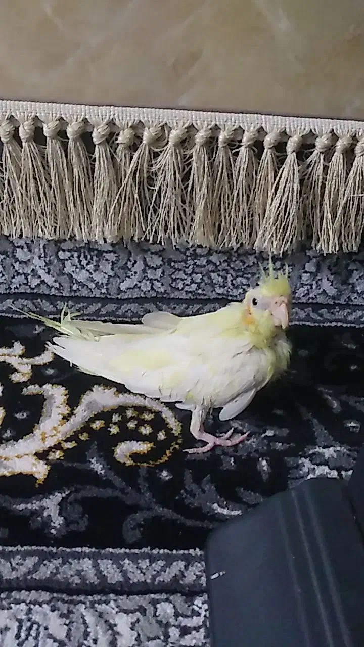 جوجه عروس کاشمر|پرنده|کاشمر, |دیوار