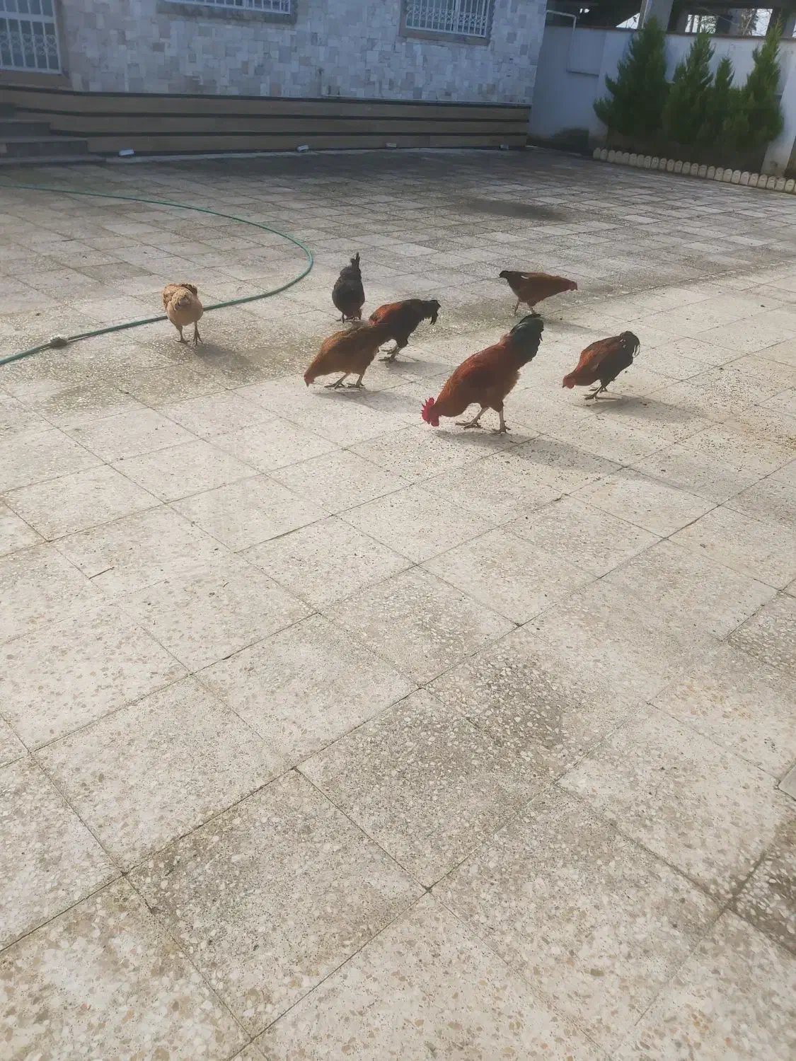 سلام خروس محلی یک ساله فروش فوری|حیوانات مزرعه|سلمان‌شهر, |دیوار