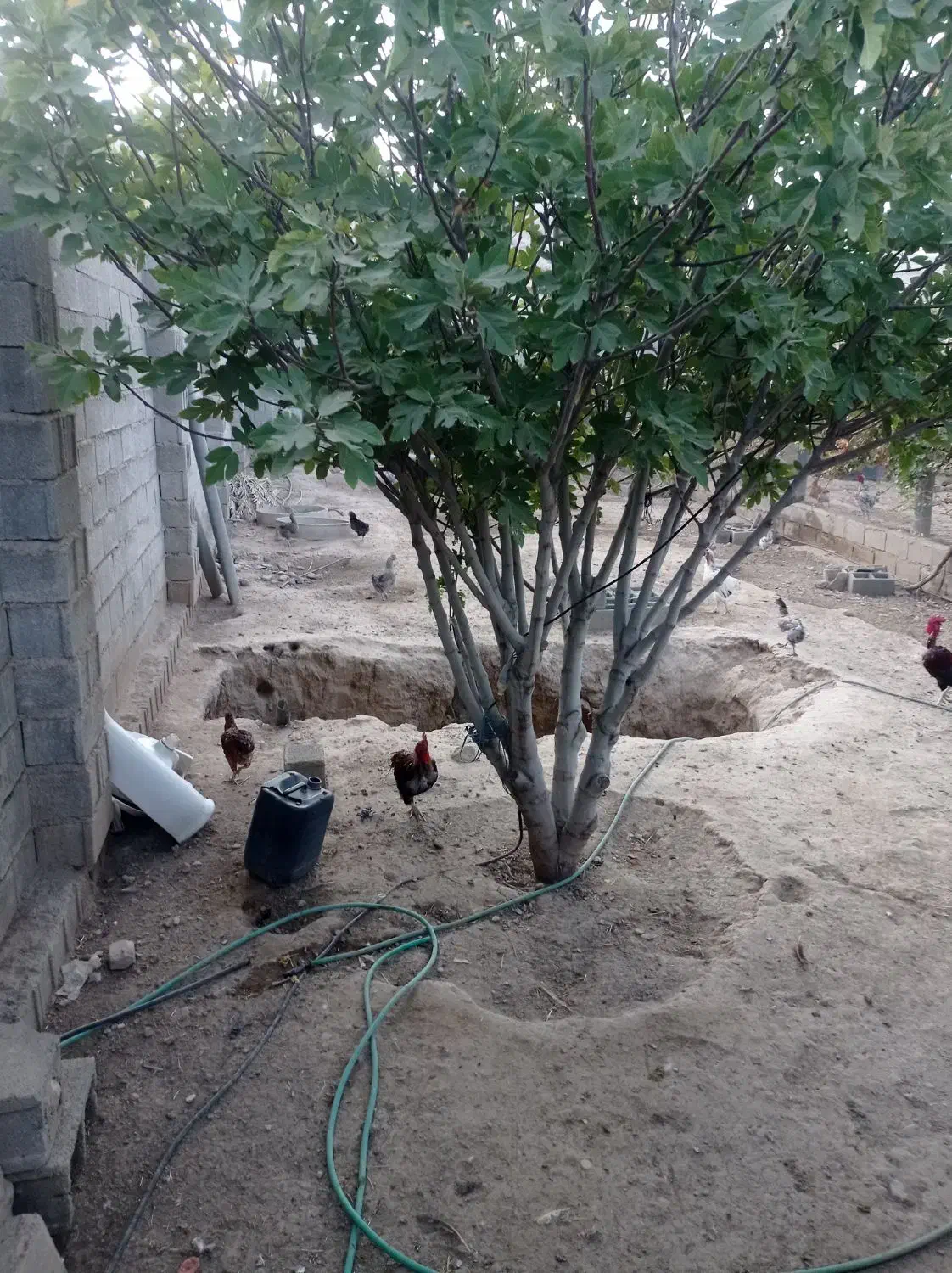 زمین|فروش زمین و ملک کلنگی|شیراز, بید زرد|دیوار