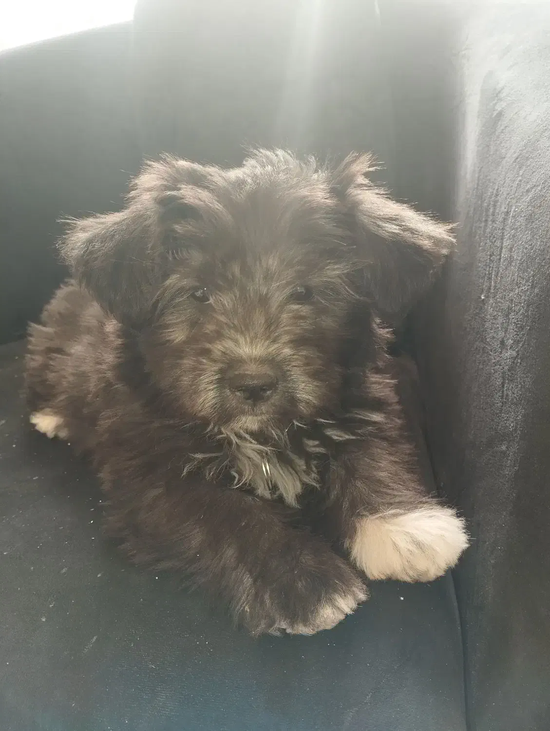 واگذاری شیتزو ۳ ماهه|سگ|تهران, سردارجنگل|دیوار