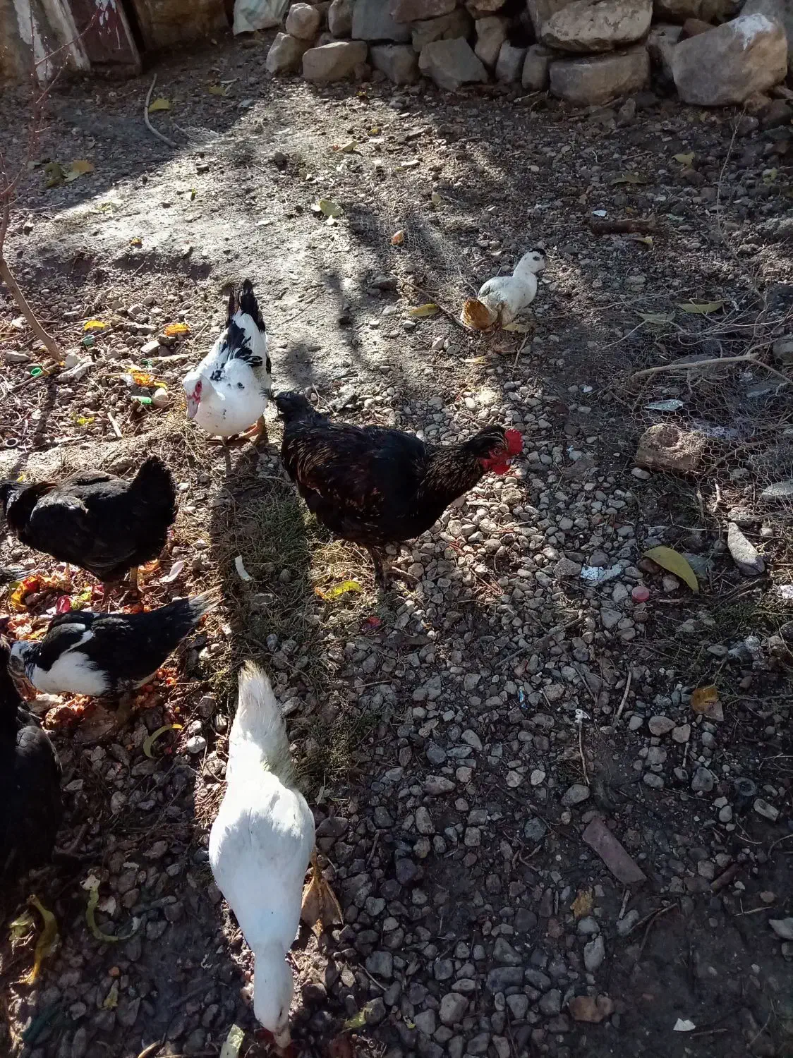 اوردک روسی نقراه ای و سفید سیاه|حیوانات مزرعه|سیلوانه, |دیوار