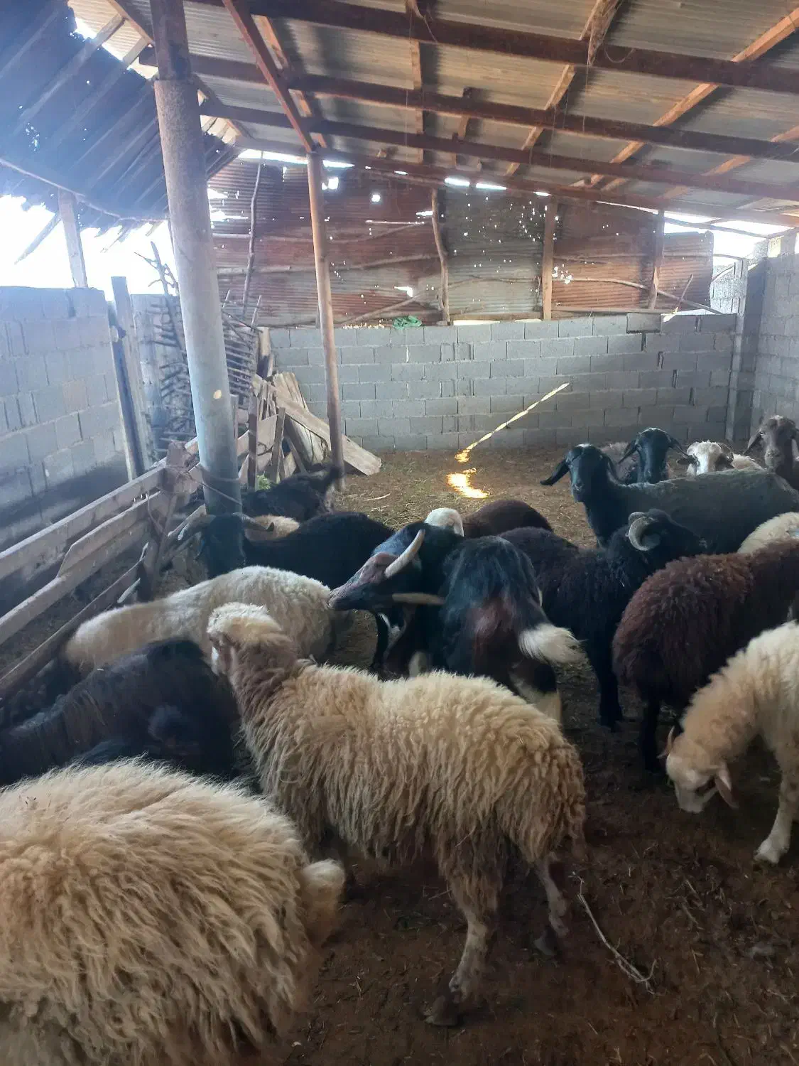 گوسفند زنده قصابی و نذری موجود میباشد|حیوانات مزرعه|فومن, |دیوار