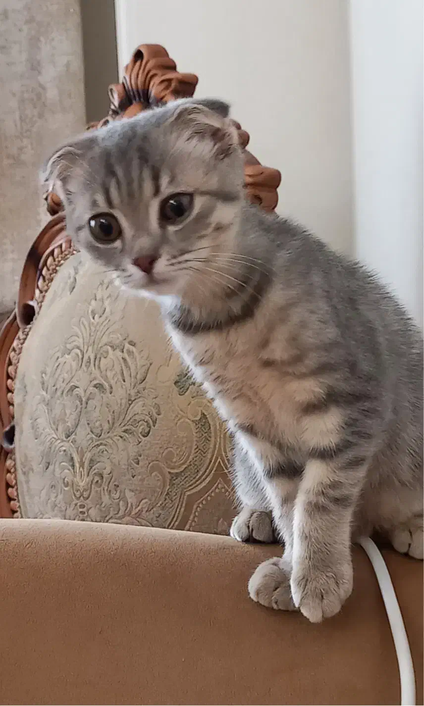 واگذاری‌گربه|گربه|تبریز, |دیوار