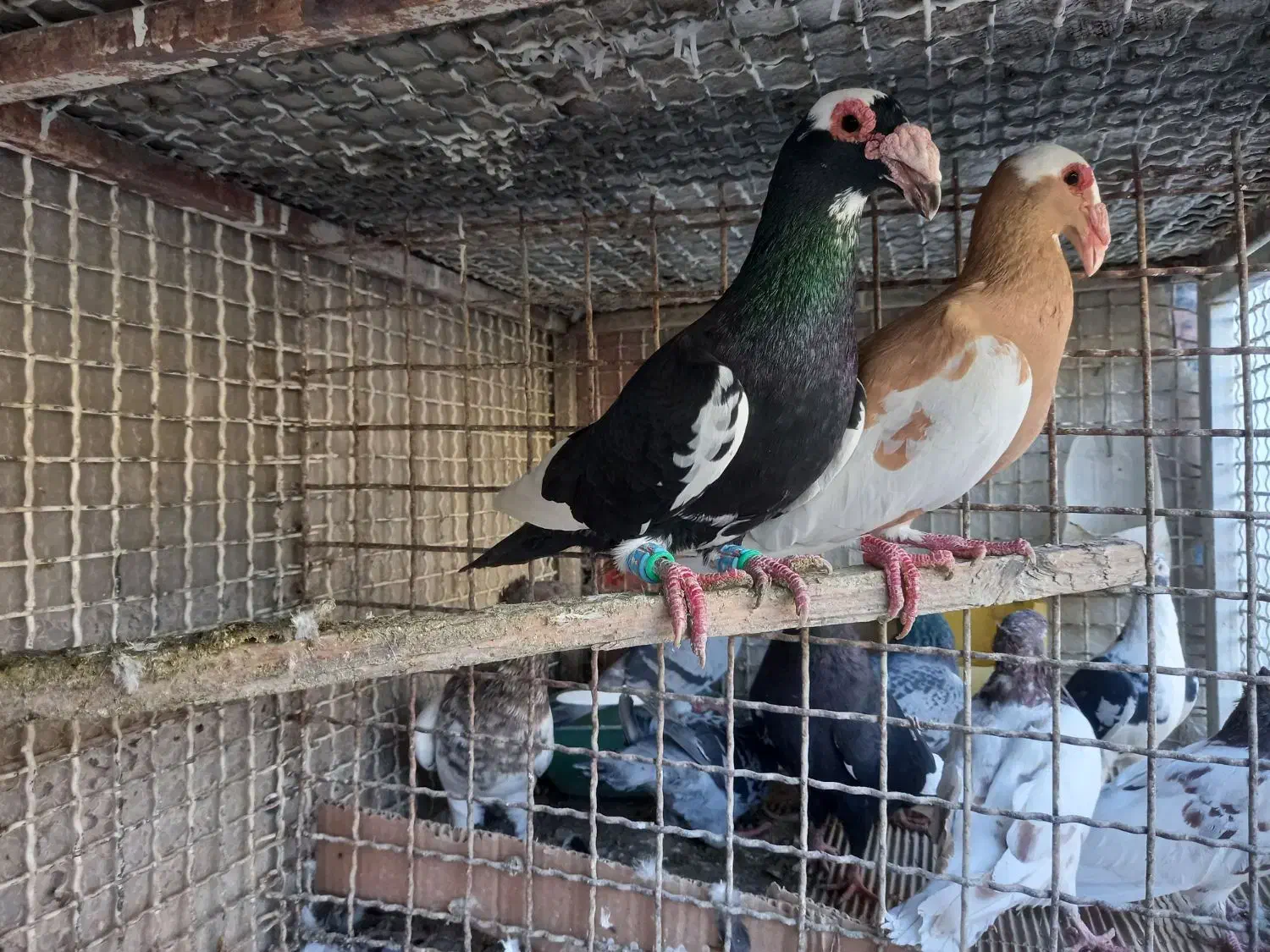 اسکندرون اصیل وارداتی جفت،کاریر نروماده اصیل|پرنده|مشهد, چاهشک|دیوار