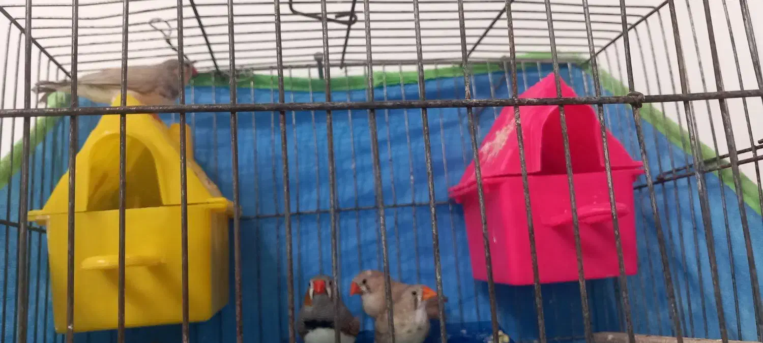 عروس هلندی وفنچ|پرنده|بابا حیدر, |دیوار