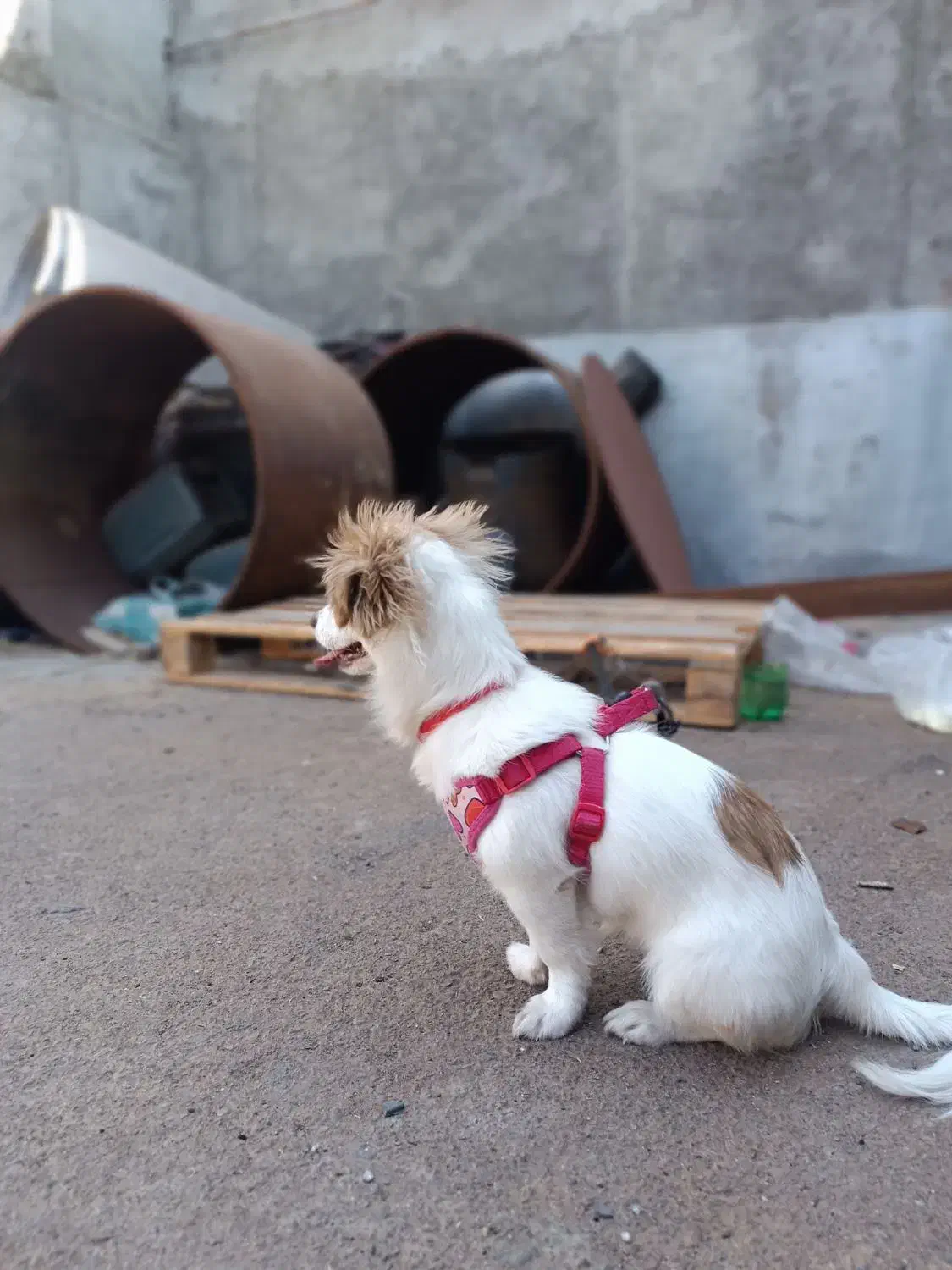 پاکوتا ایشپیتز|سگ|تبریز, |دیوار