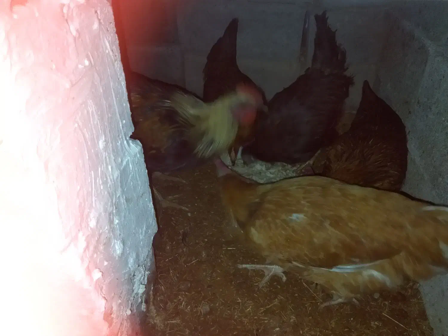 خروس و مرغ|حیوانات مزرعه|ملکان, |دیوار