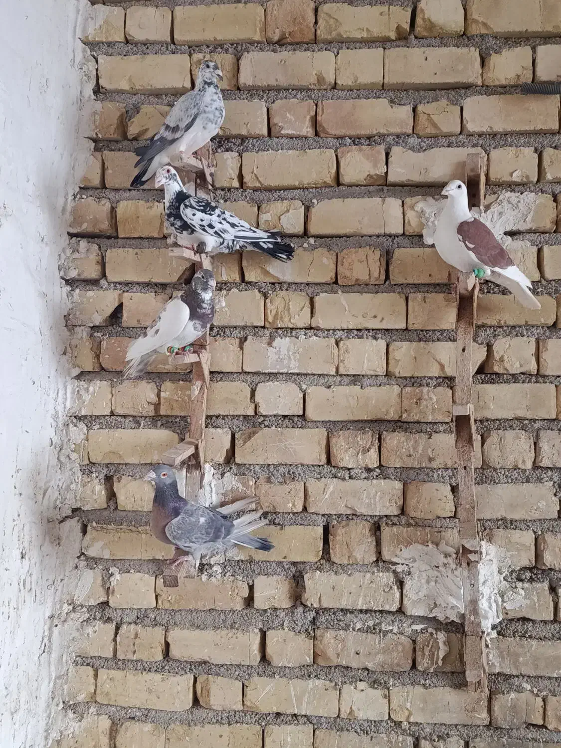 کبوتر پلاکی|پرنده|شیراز, گویم|دیوار