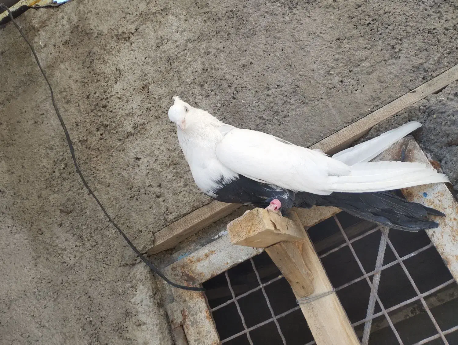 نر و ماده دمی|پرنده|بروجرد, |دیوار