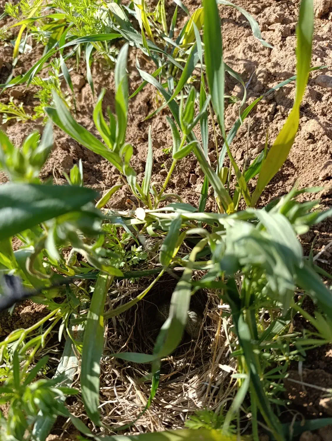 کودشیمیایی|گل و گیاه طبیعی|لردگان, |دیوار