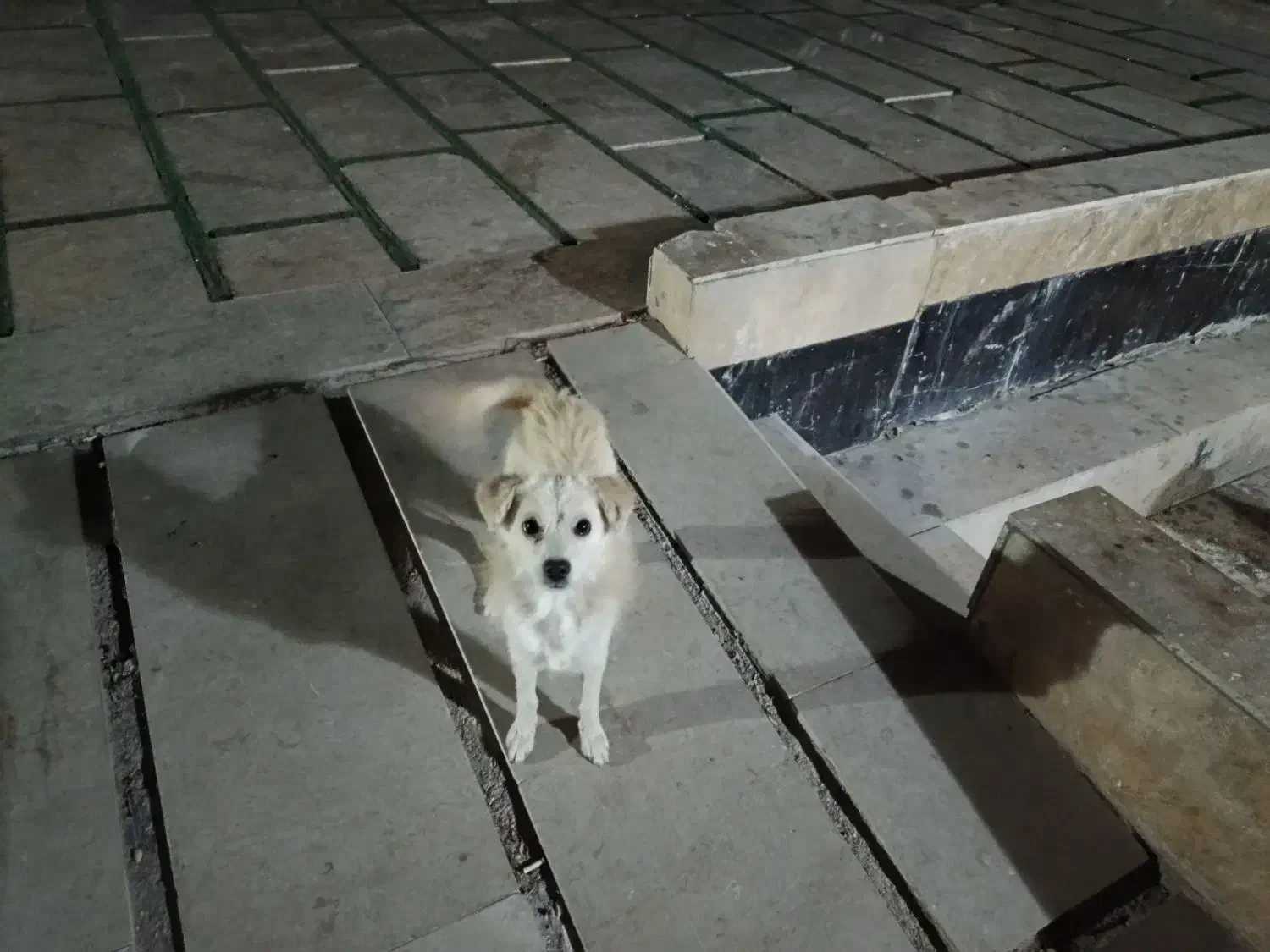 واگذاری سگ فانتزی|سگ|شیراز, دکتر حسابی|دیوار