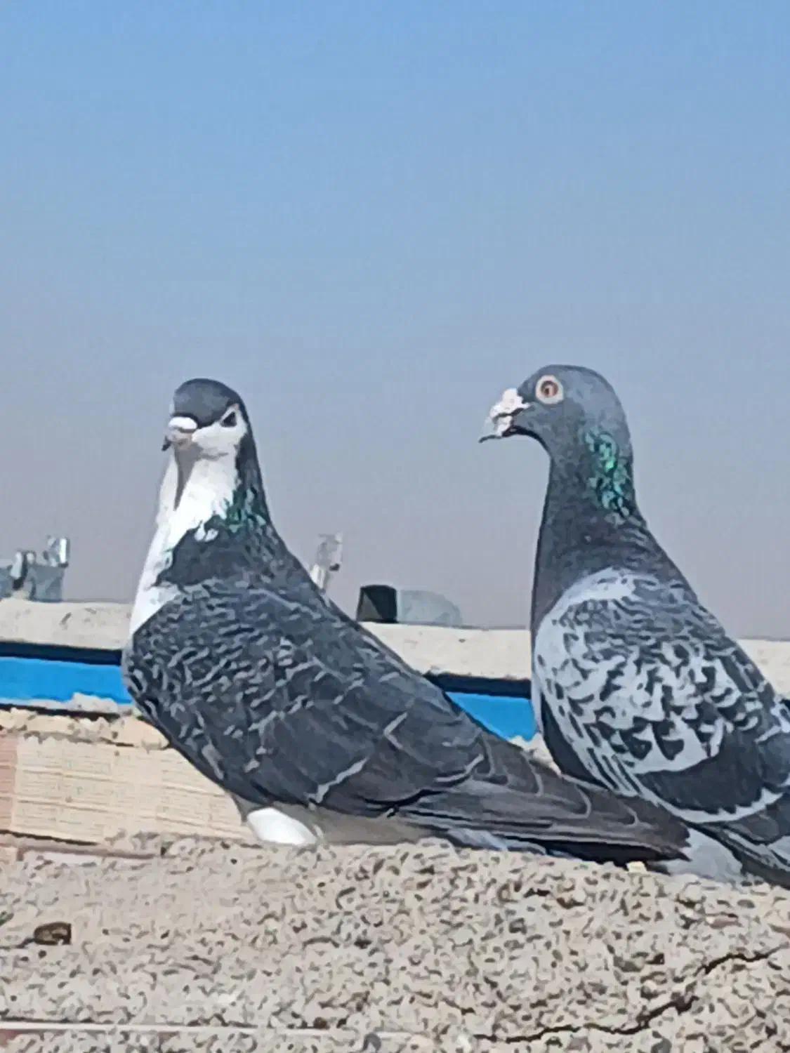 کفتر بیرجند|پرنده|مشهد, شهید قربانی|دیوار