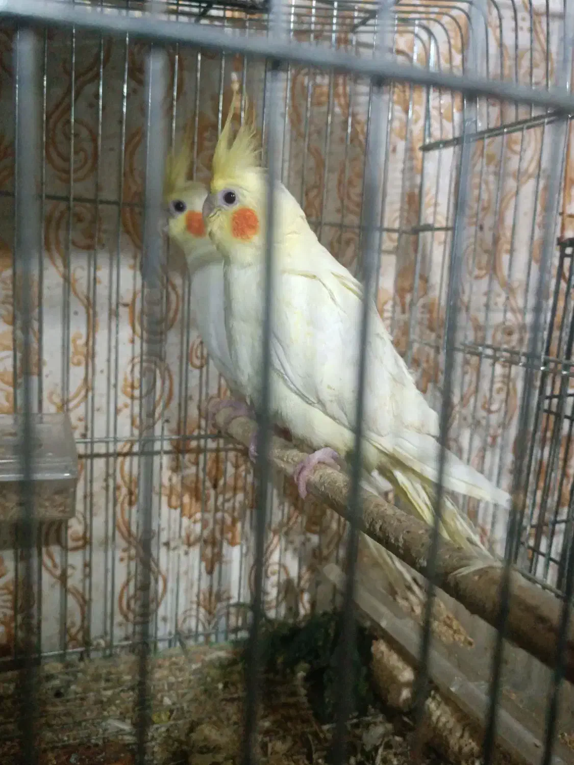 فروش جفت عروس لوتینو چشم شرابی|پرنده|اهواز, کوی رمضان|دیوار