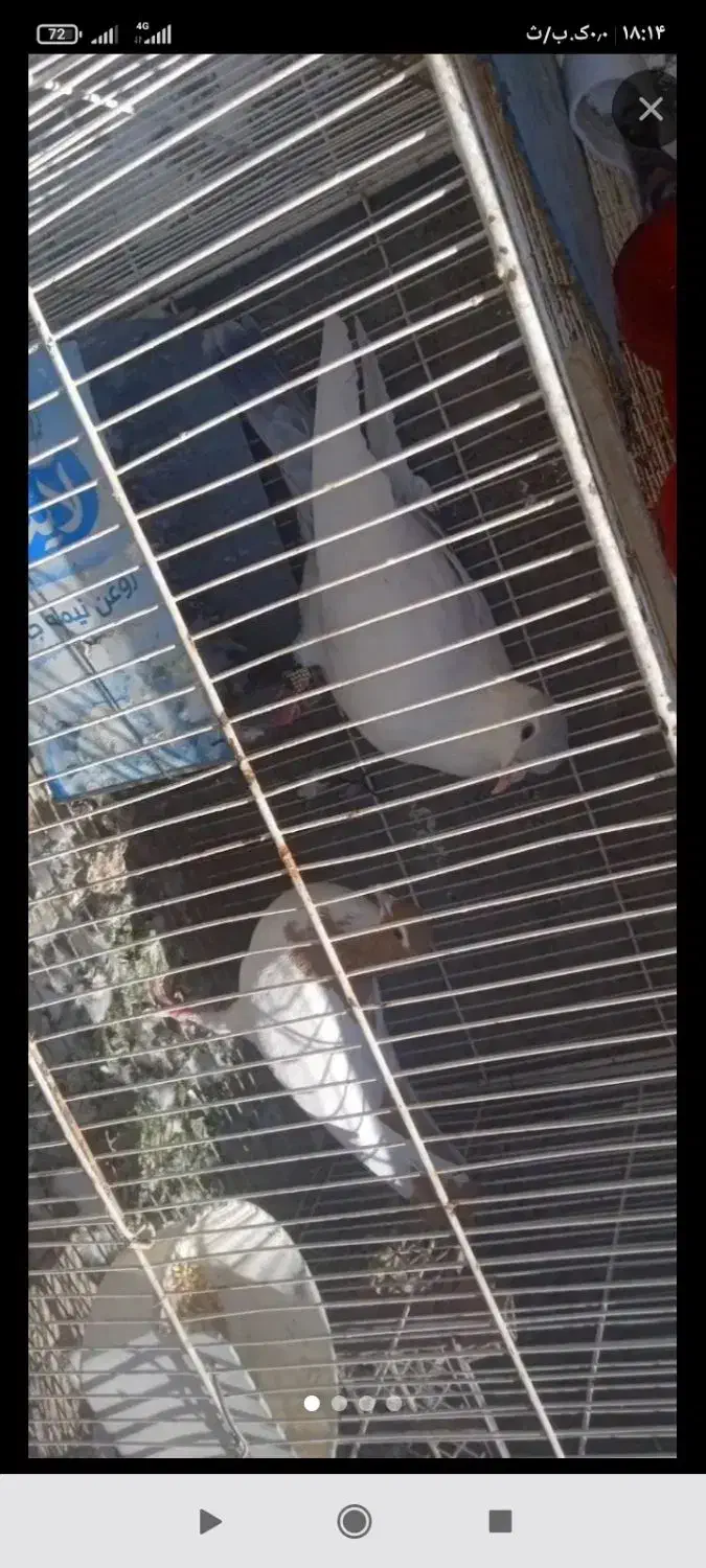 13تاکفتر صید|پرنده|مشهد, کشف|دیوار