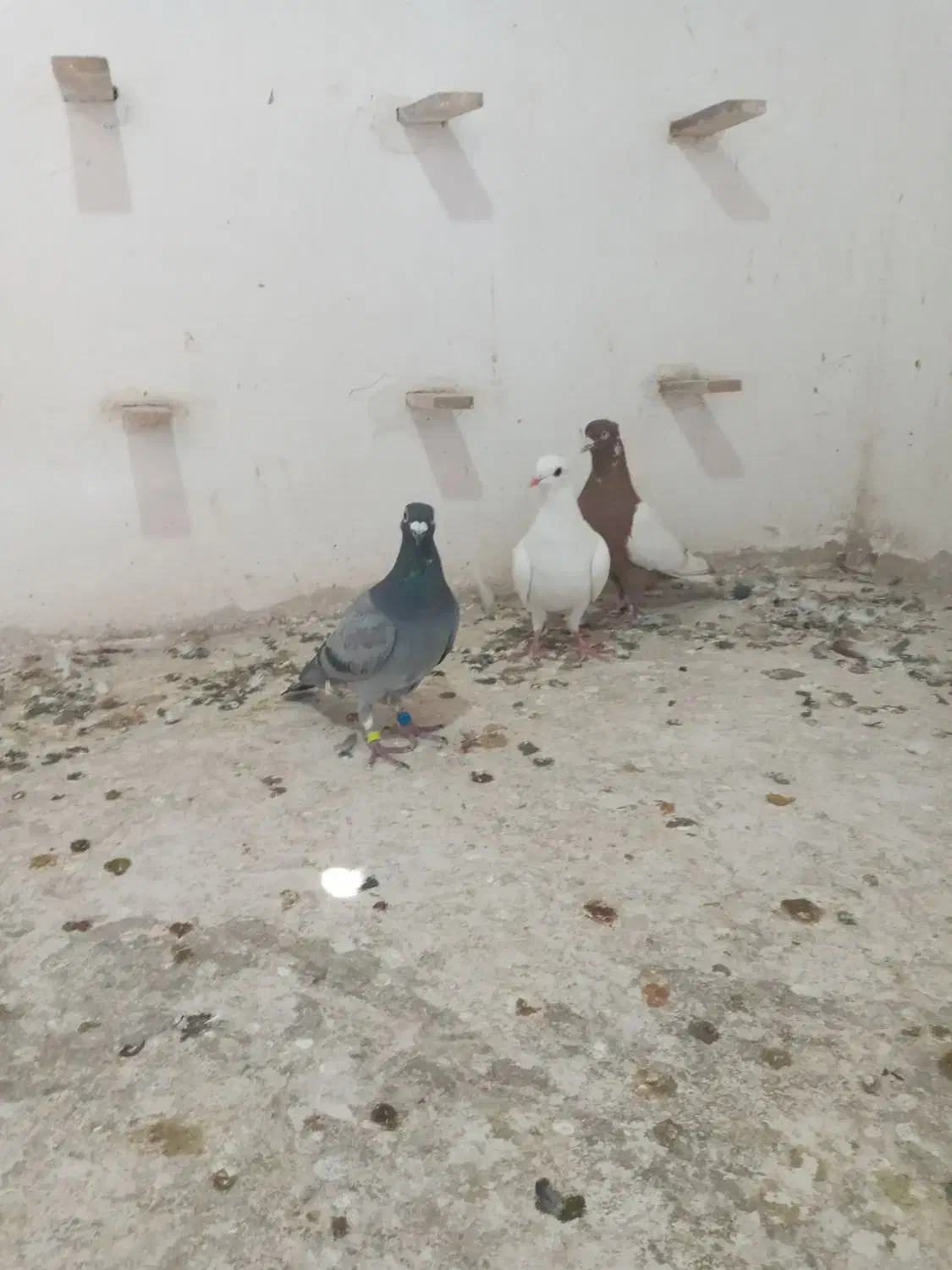 سینه سرخ  سفید  سبز.کله دم. ساده سبز|پرنده|شیروان (خراسان), |دیوار