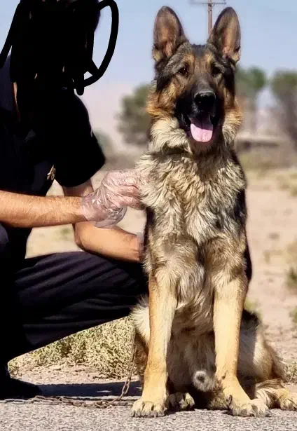 واگذاری سگ ژرمن ورک اصیل نگهبان|سگ|کرمان, |دیوار