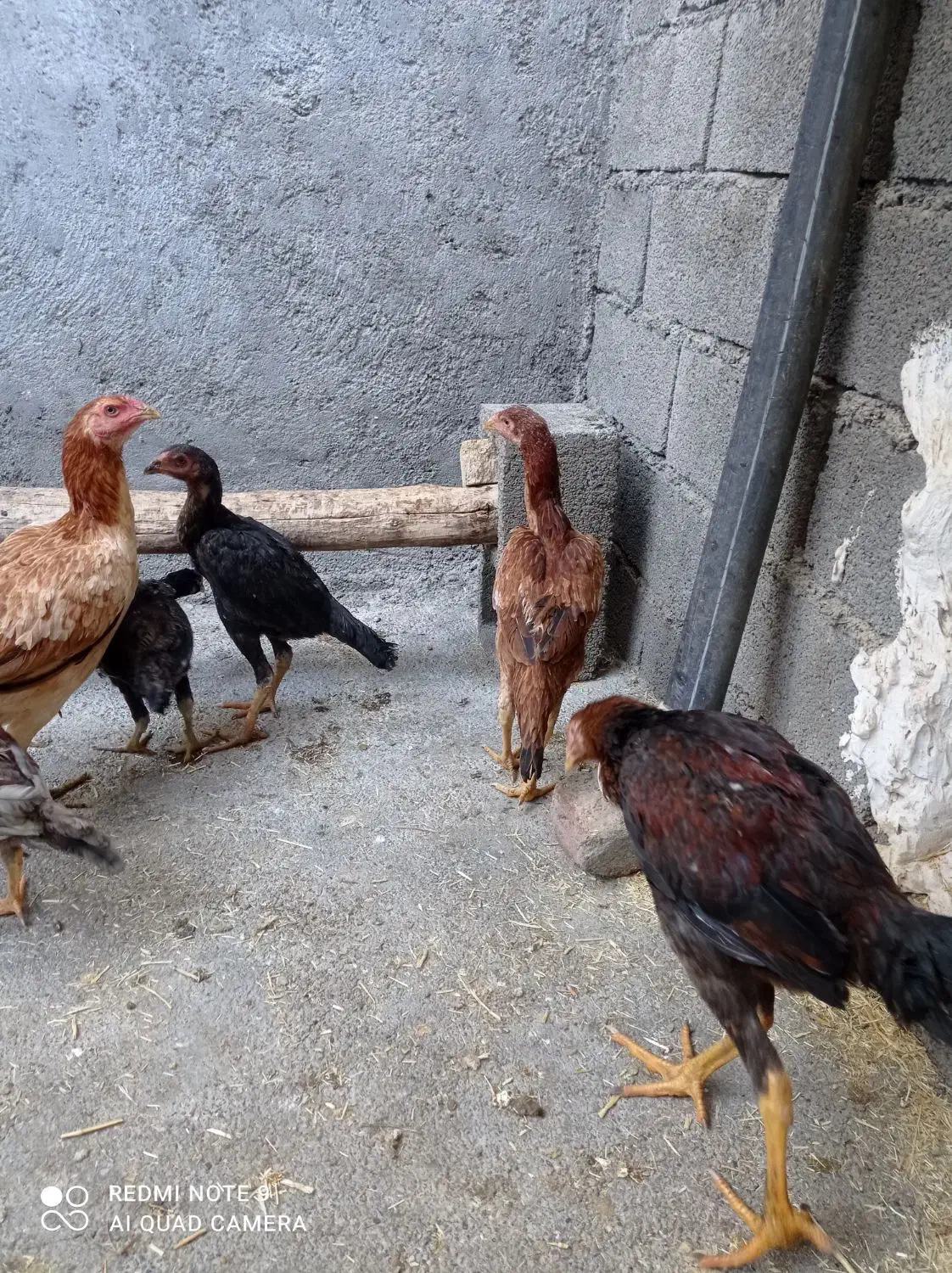 لاری|حیوانات مزرعه|صحنه, |دیوار