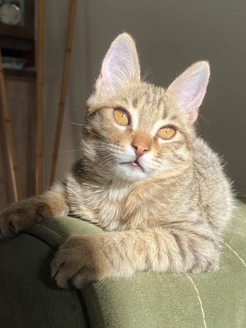 واگذاری بچه گربه|گربه|کرج, عظیمیه|دیوار