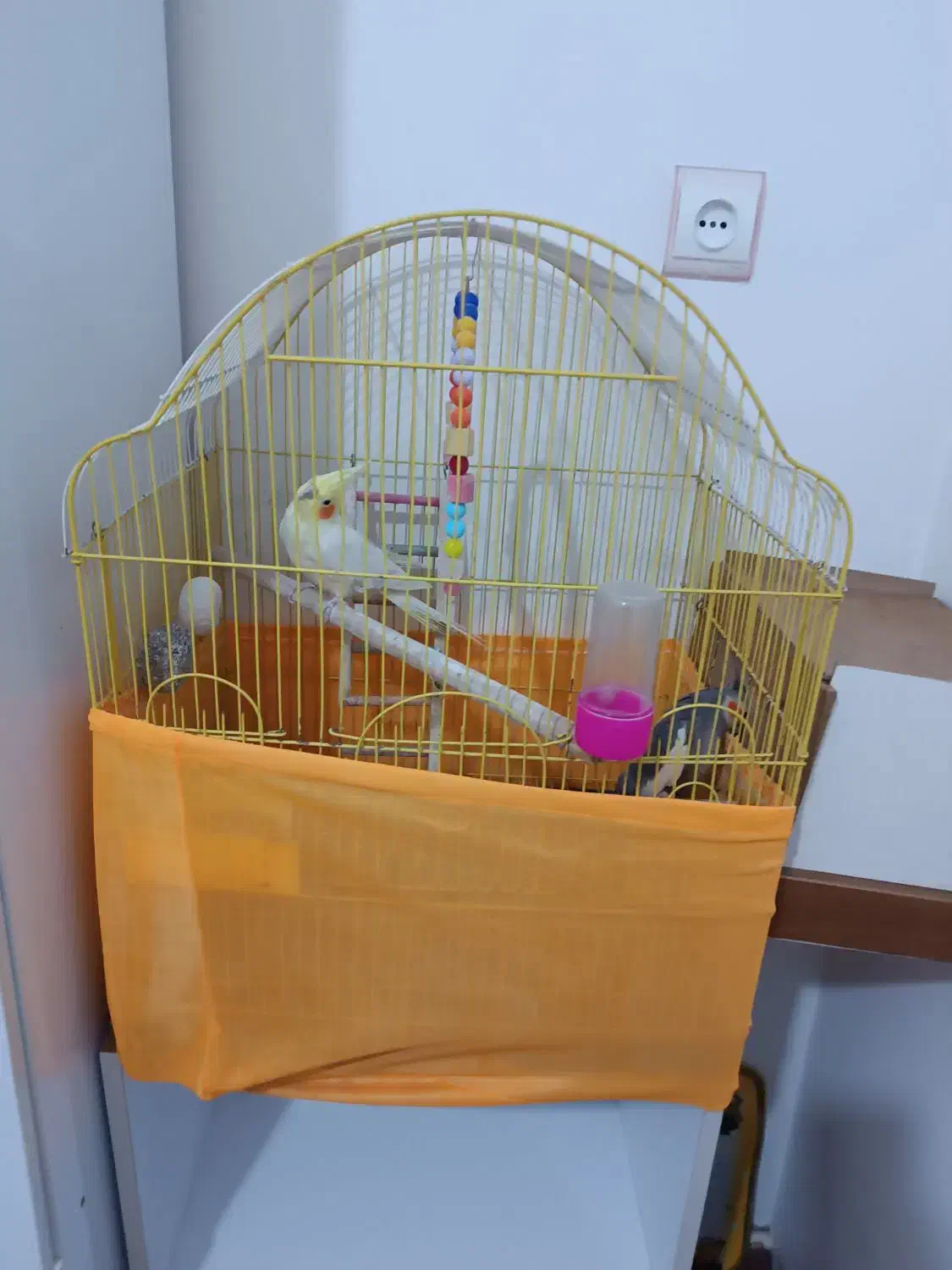 عروس هلندی|پرنده|سلماس, |دیوار