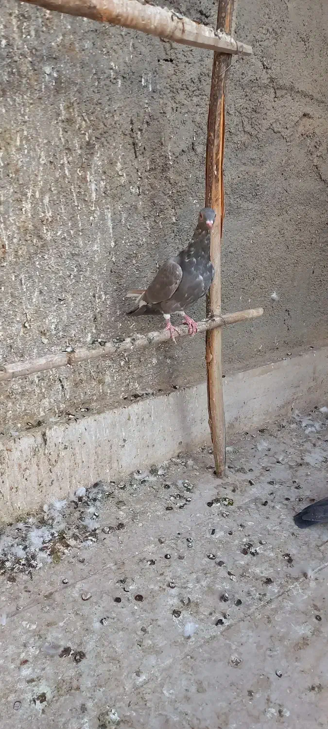 سه عدد کبوتر فروشی|پرنده|قم, باغ کرباسی|دیوار