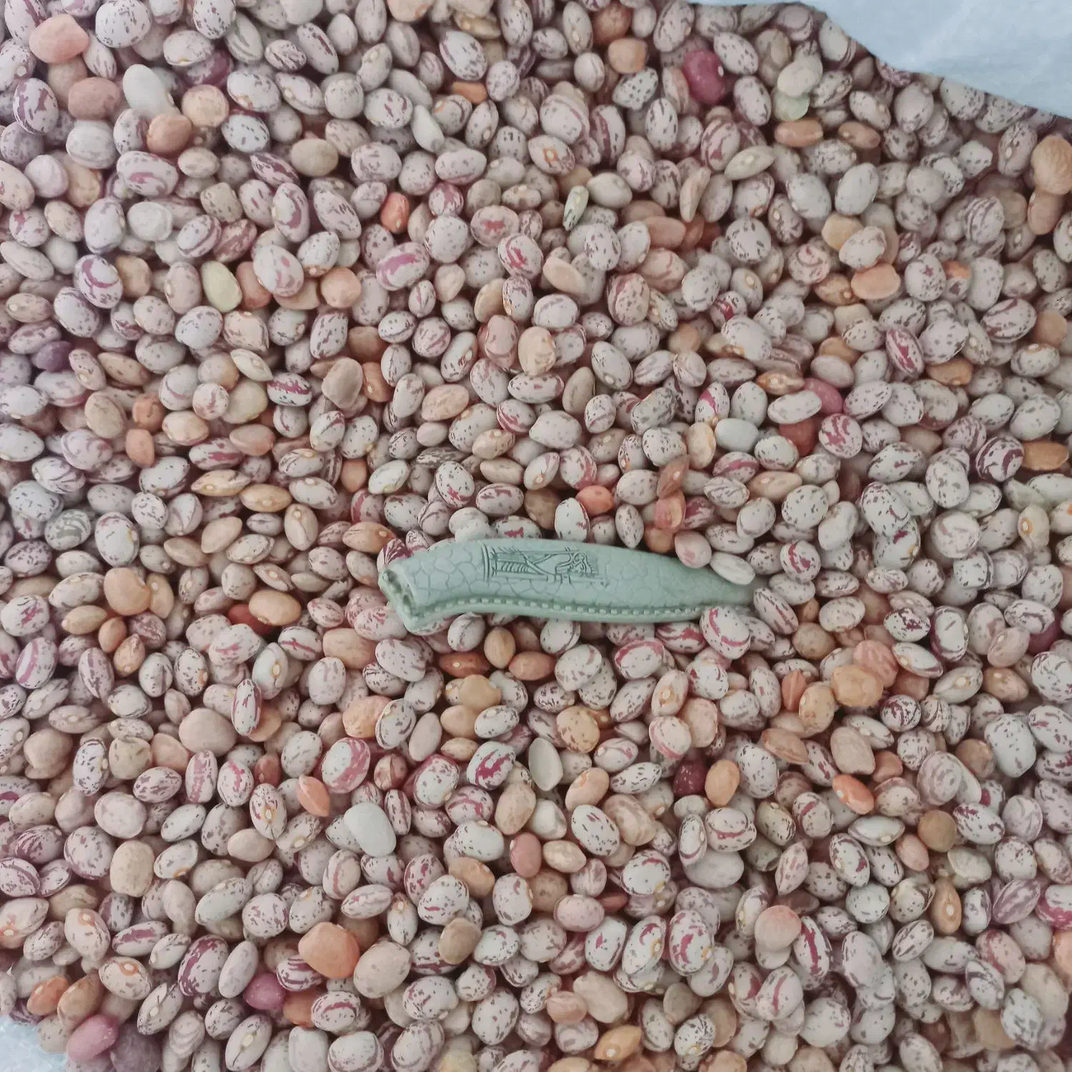 لوبیا چیتی|عمده‌فروشی|سده (فارس), |دیوار