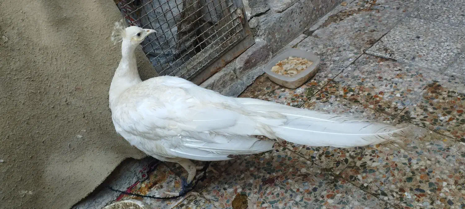 طاووس سفید مصری|پرنده|ایرانشهر, |دیوار