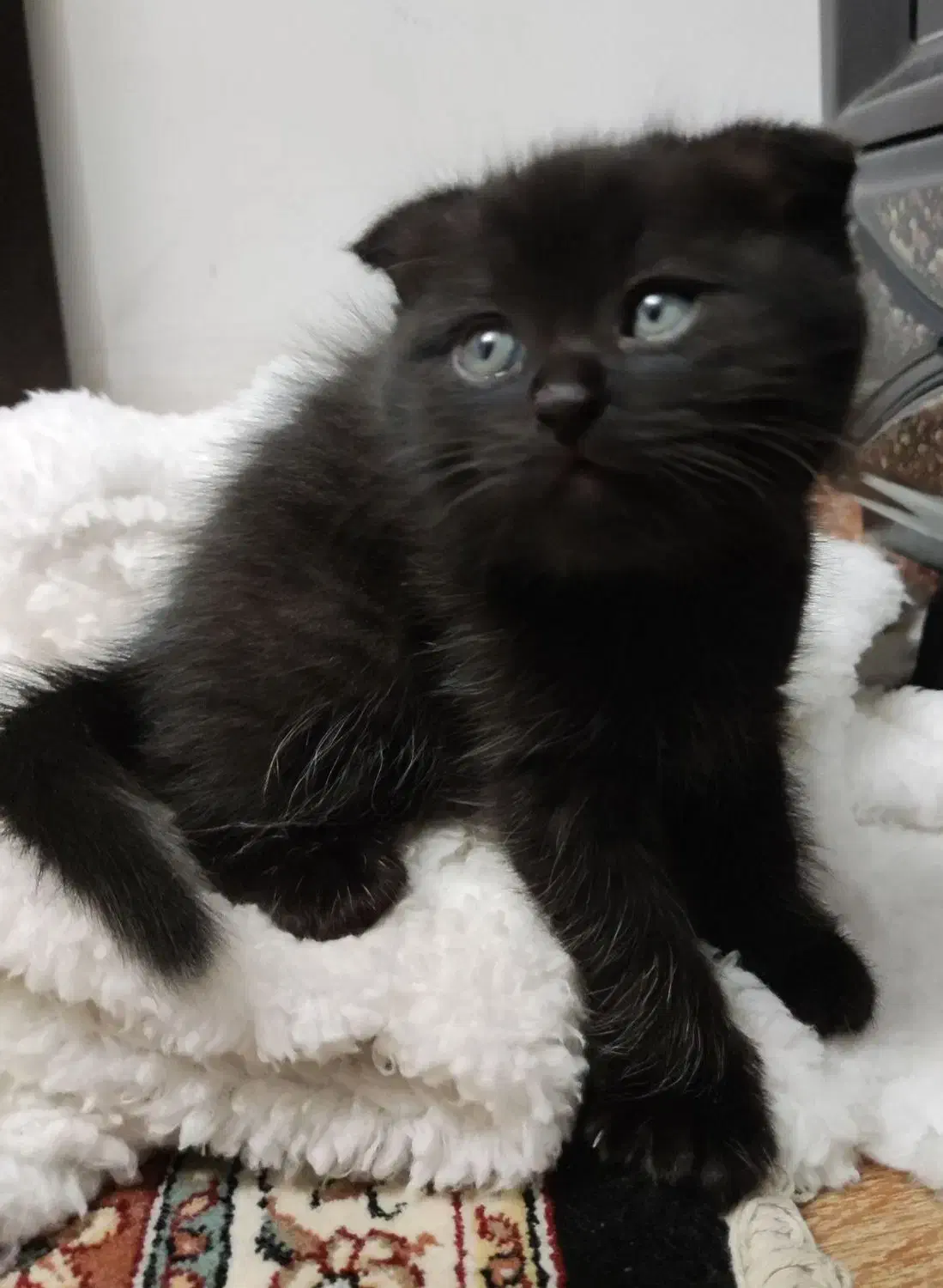 گربه اسکاتیش مو بلند|گربه|تبریز, |دیوار