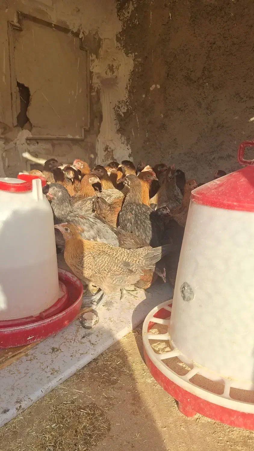 جوجه نیمچه مرغ وخروس جهادی رسمی محلی وگلپایگانی|حیوانات مزرعه|پاکدشت, پاکدشت (مامازند)|دیوار