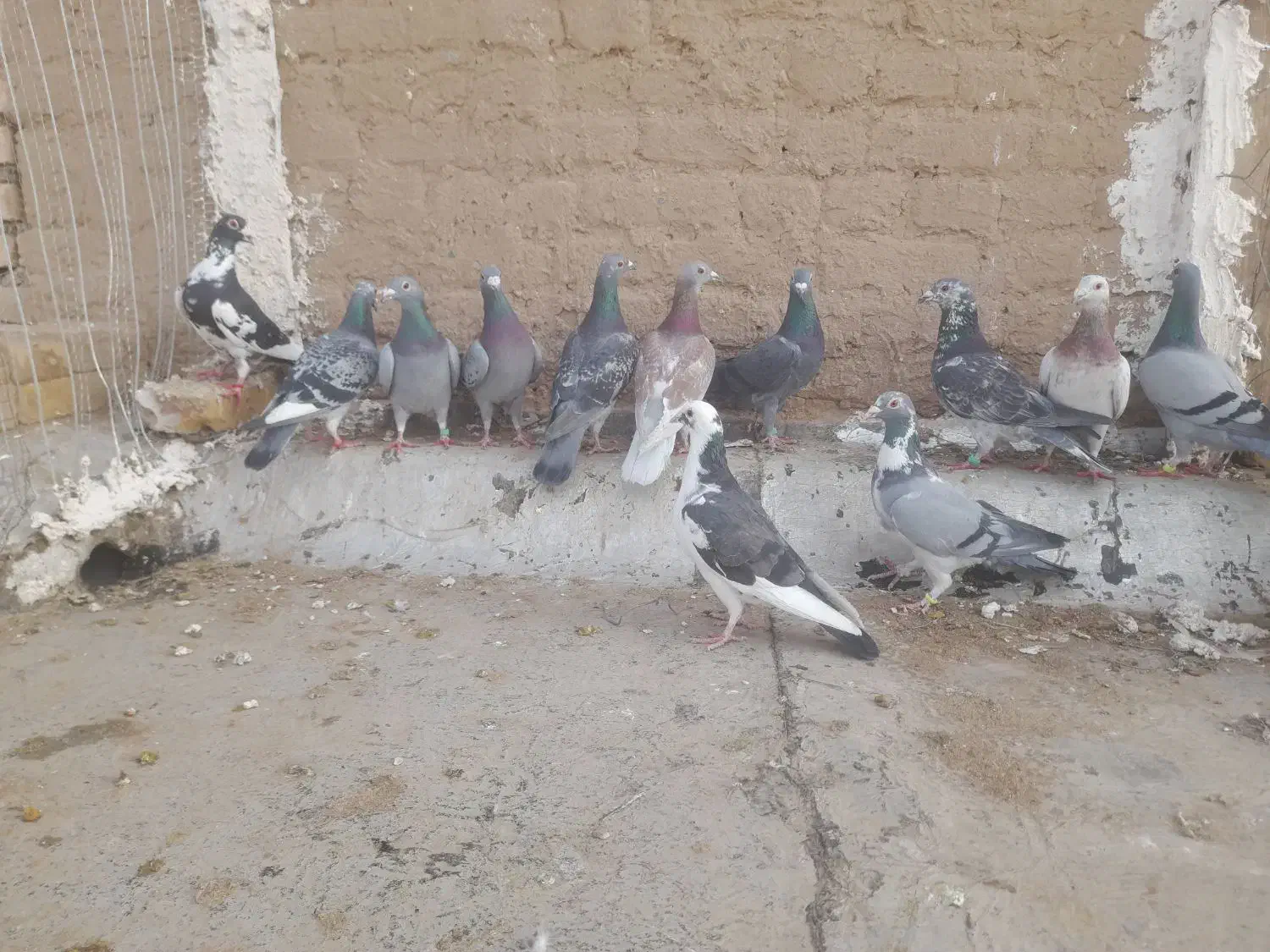 ۱۲ عدد المانی|پرنده|خوسف, |دیوار