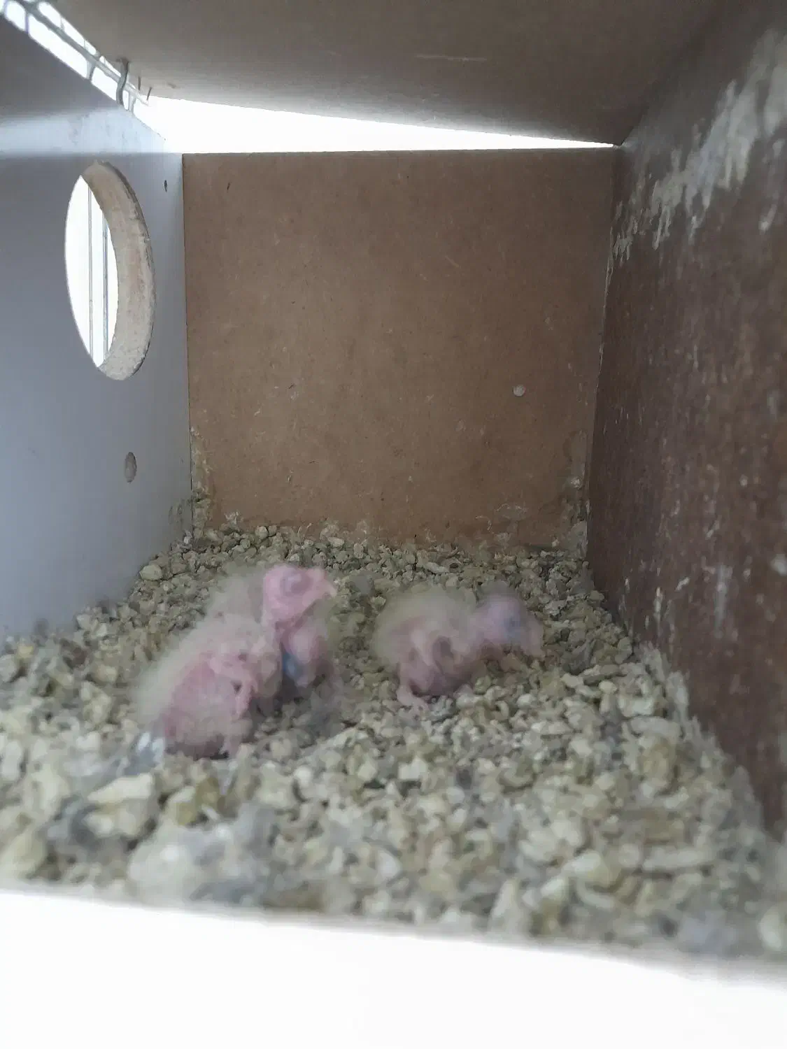 عروس هلندی|پرنده|قم, حاج خلیل|دیوار