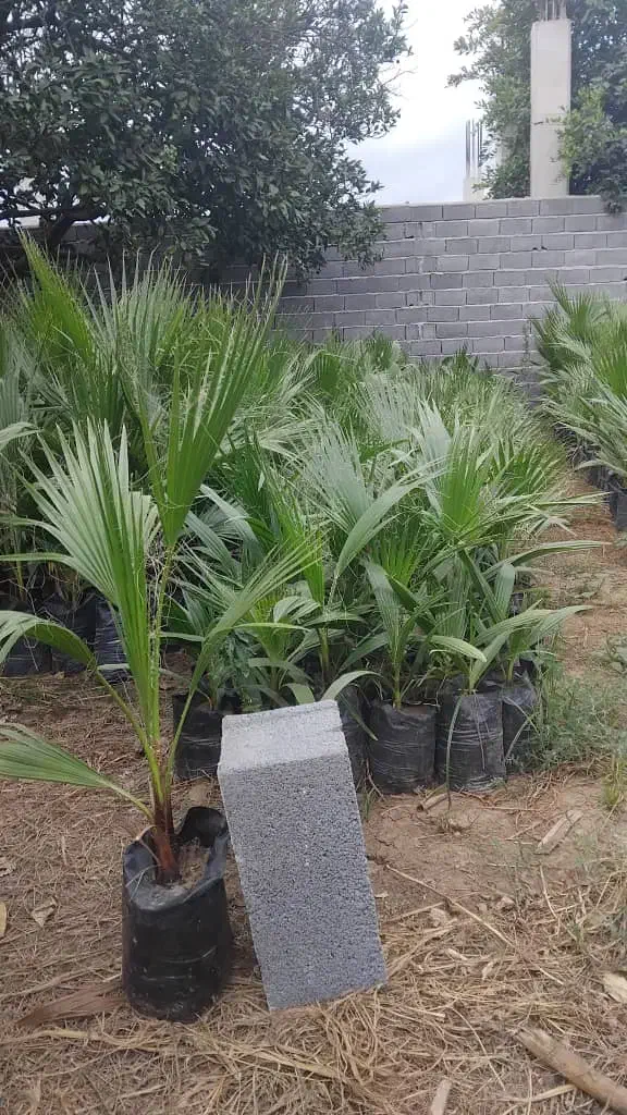 پالم واشنگتن تنه قرمز|خدمات باغبانی و درختکاری|ارطه, |دیوار