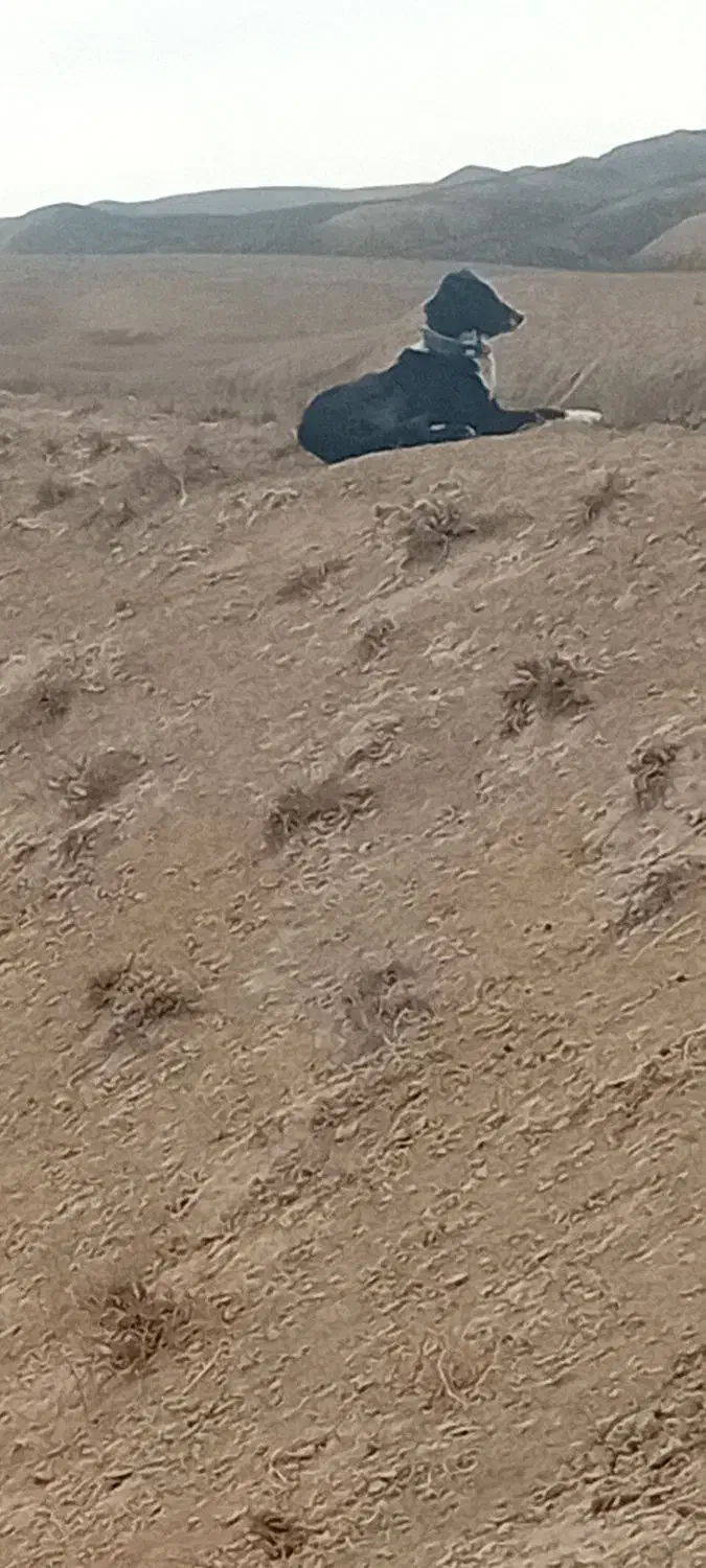 ۶ میلیون|سگ|مشهد, حرم مطهر رضوی|دیوار