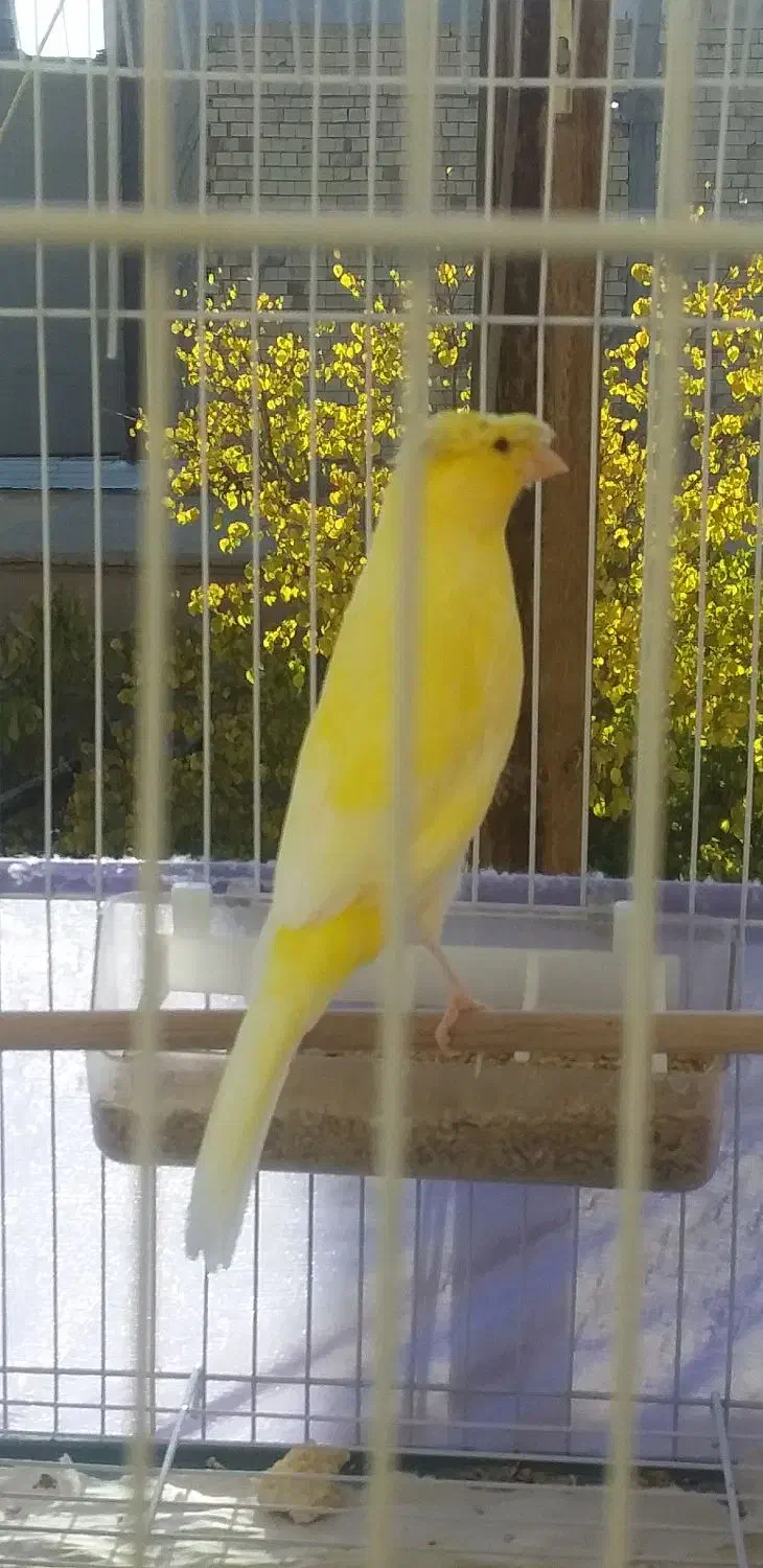 ۲ عدد نرقناری کاکلی و۳ قناری ازنظر جنسیت نامعلوم|پرنده|شاهرود, |دیوار