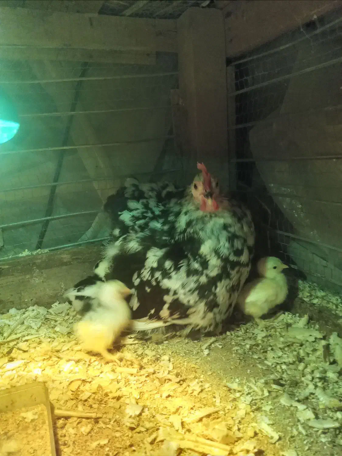 مرغ کوشین بلک متلد اصیل باجوجه قوغاز و غاز دورگ|حیوانات مزرعه|لاهیجان, بازکیاگوراب|دیوار