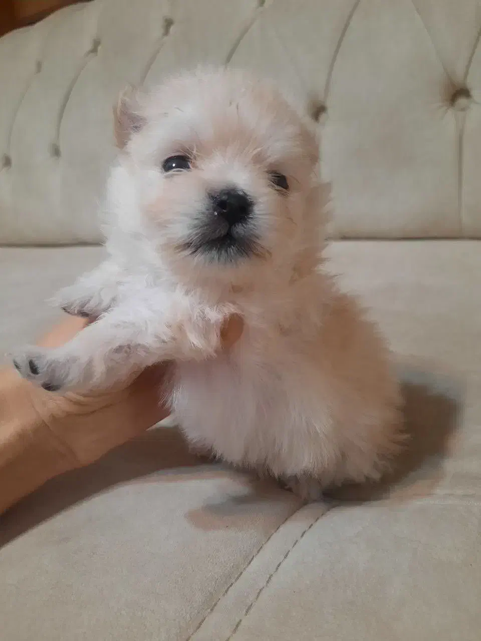 توله سگ پامر|سگ|کرمانشاه, |دیوار