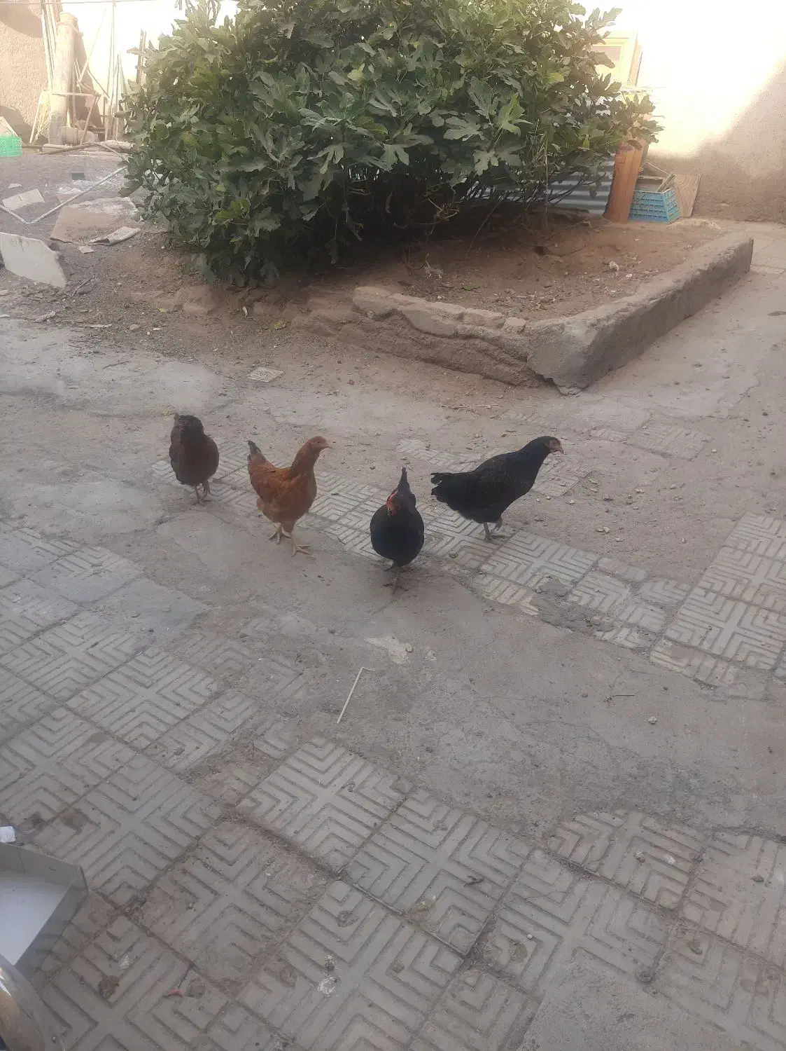 تاقچه|حیوانات مزرعه|تربت جام, شاد|دیوار