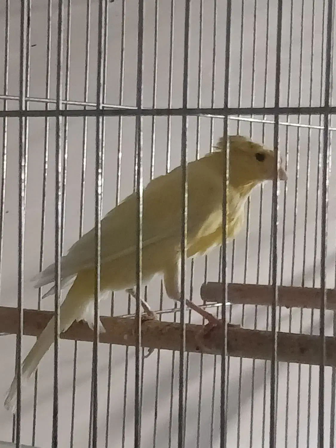 قناری نرتیر باهیکل درشت کاکلی|پرنده|خوی, |دیوار