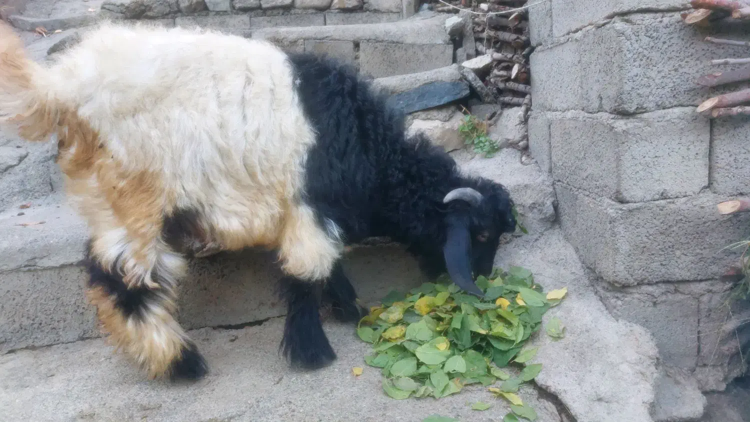 کاریله ی نیر قه له و|حیوانات مزرعه|سردشت, |دیوار