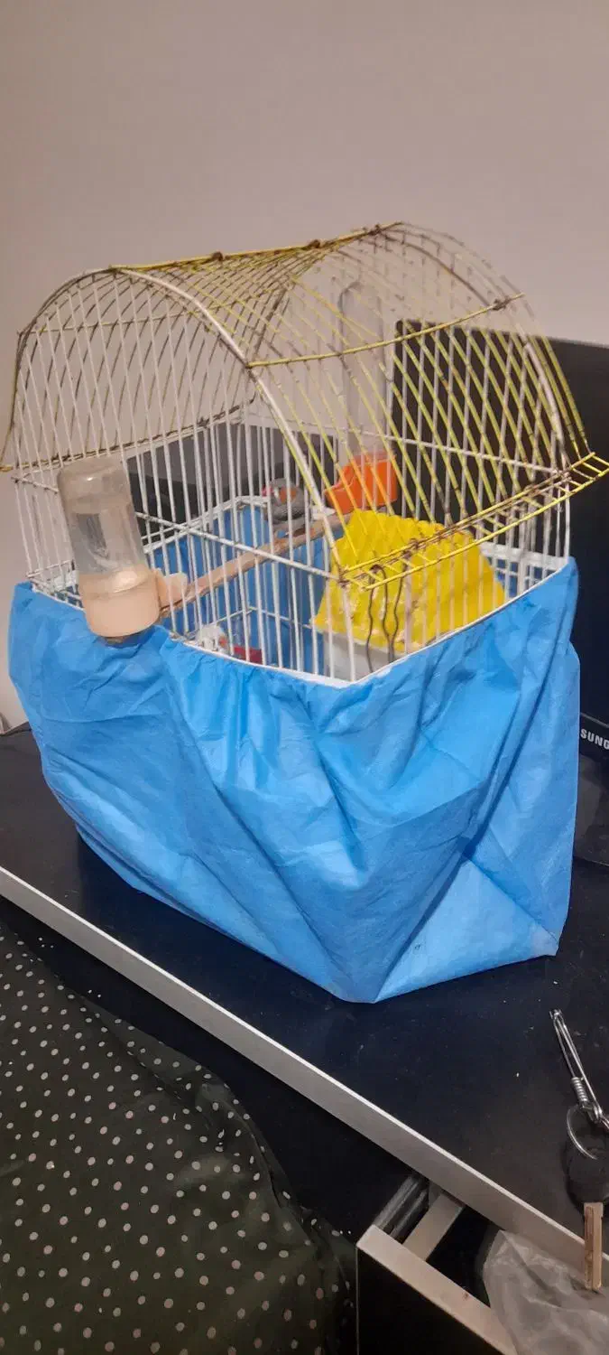 یک جفت فنچ با قفس|پرنده|مسجد سلیمان, |دیوار