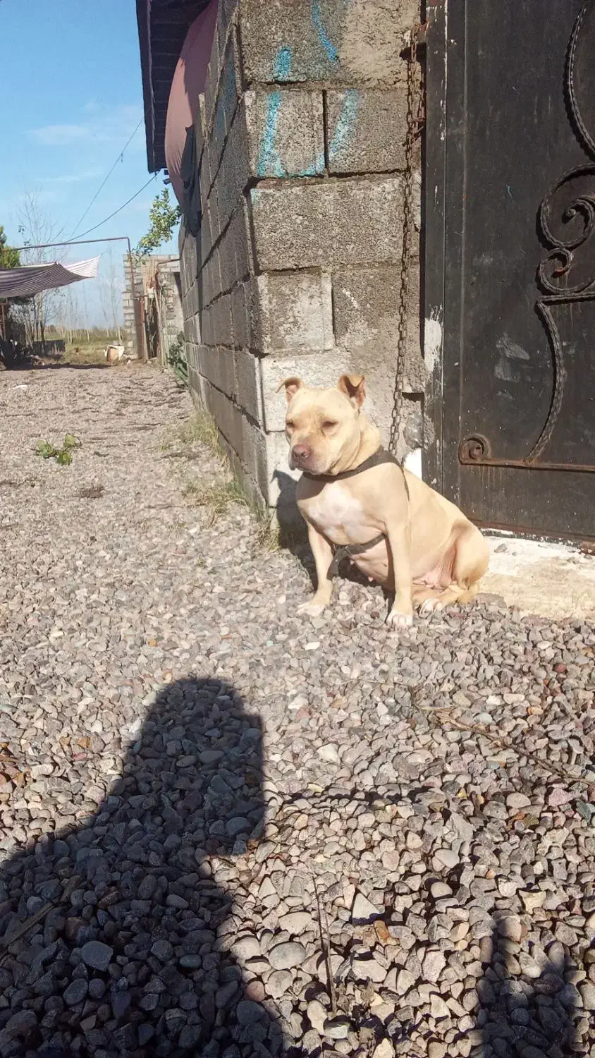 واگذاری یک عدد امیرکن بولی ماده،یکسالونیمه|سگ|تهران, یافت‌آباد|دیوار