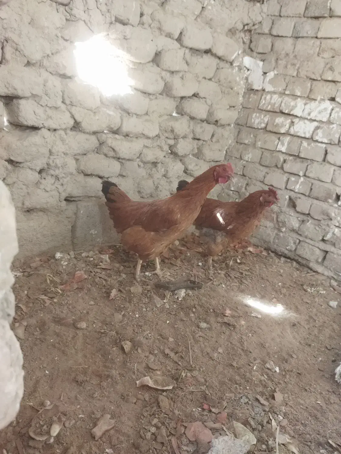 1500000|حیوانات مزرعه|سراوان, |دیوار