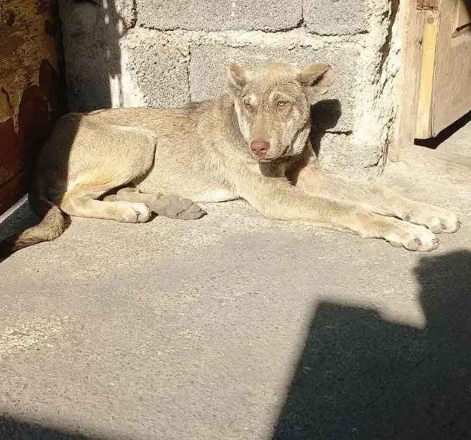 توله ماده پژدر اصیل|سگ|سنگر, |دیوار