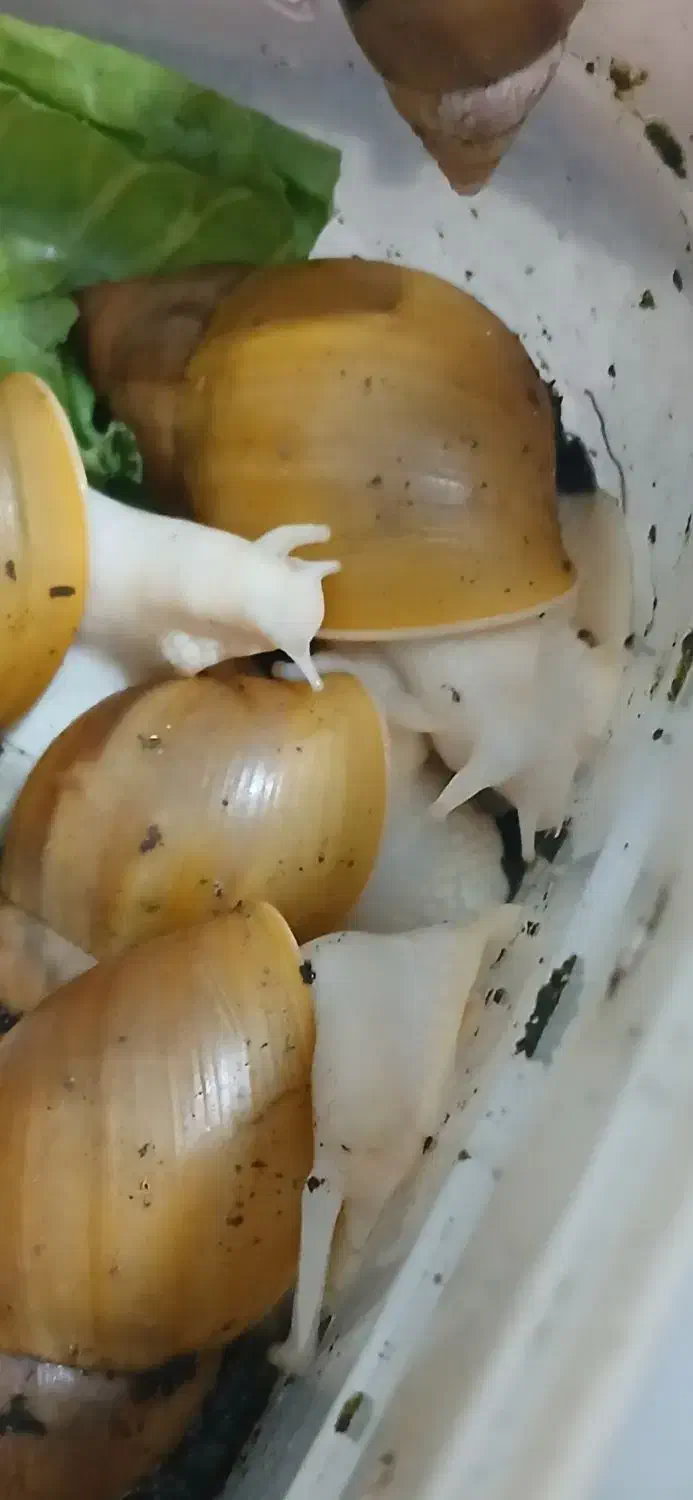 فروش حلزون آلبینو|خزنده|داراب, |دیوار