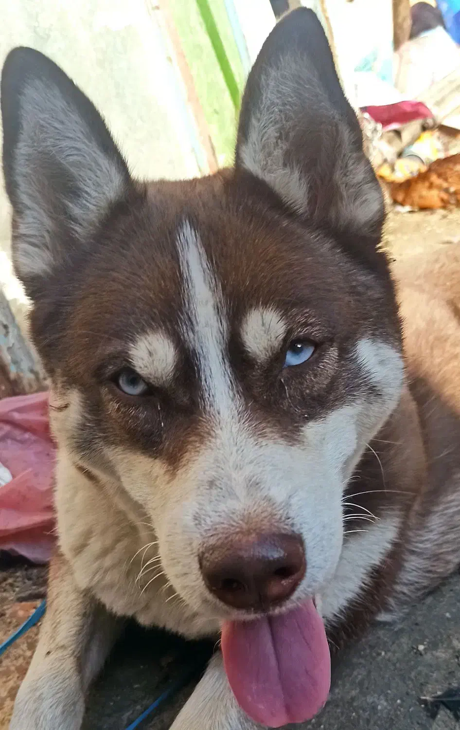 هاسکی|سگ|بندر ماهشهر, |دیوار