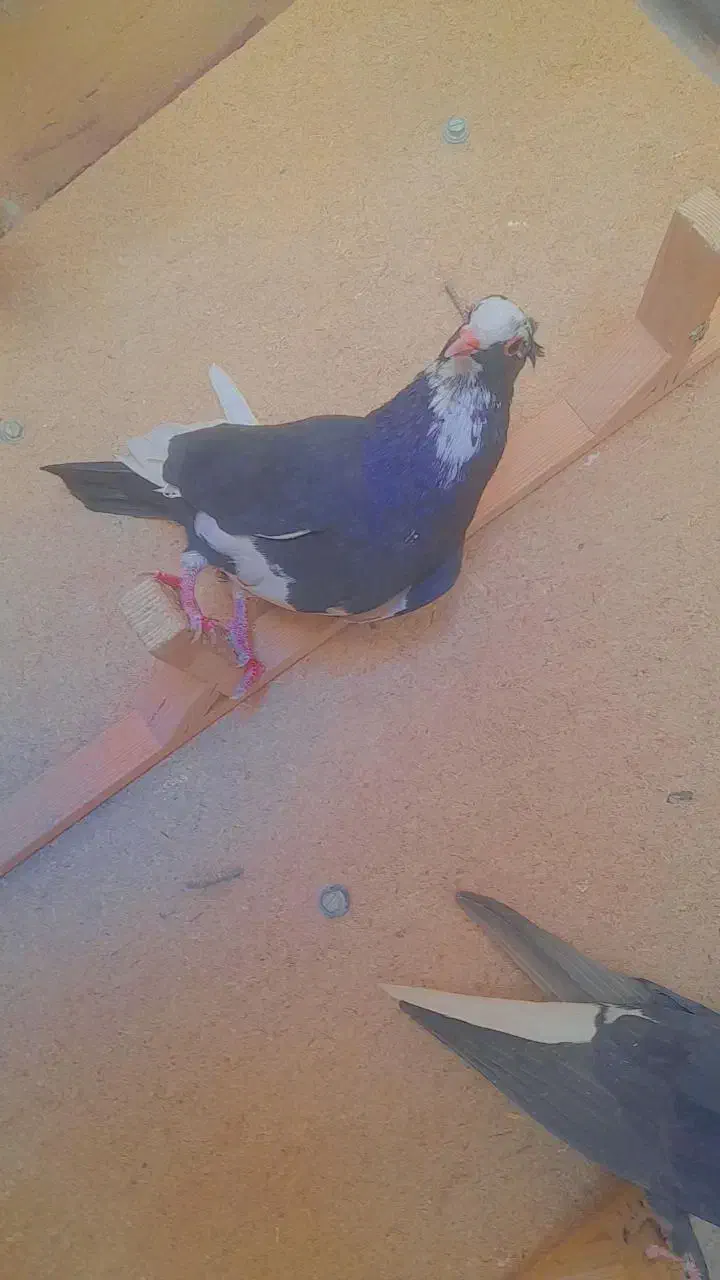 نر پلنگ|پرنده|رفسنجان, |دیوار