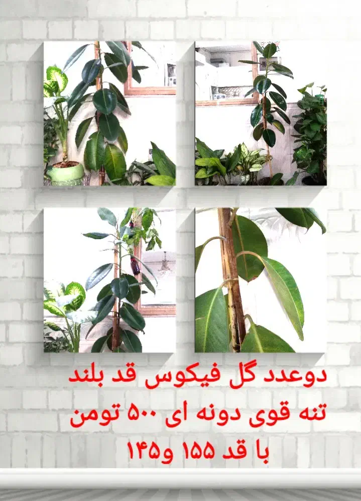 گل های آپارتمانی|گل و گیاه طبیعی|نیشابور, خیام|دیوار