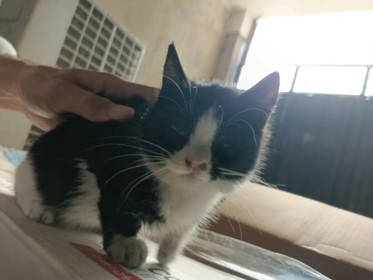 گربه نیاز به سرپرست رایگان|گربه|تهران, افسریه جنوبی|دیوار