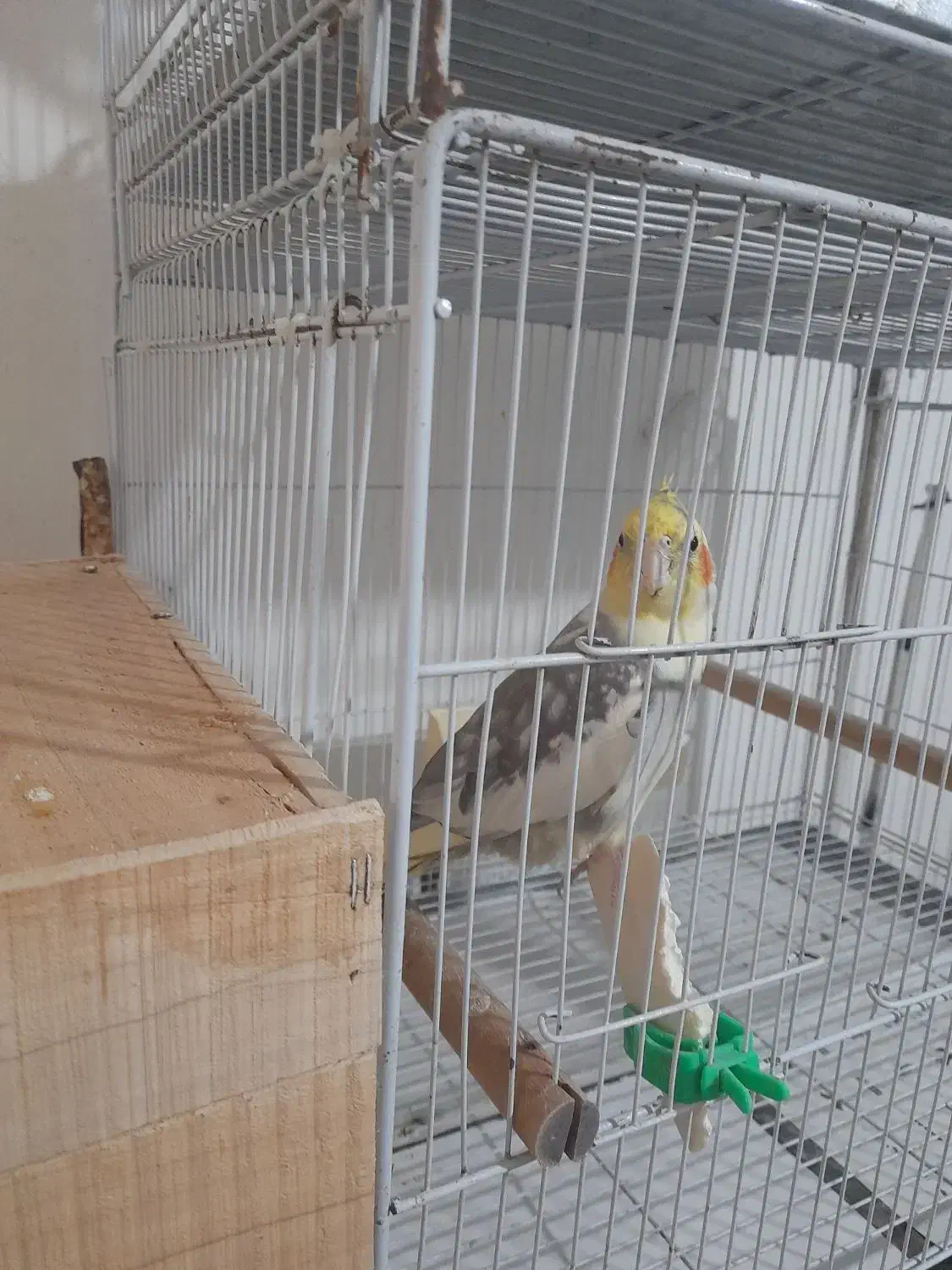 نر ابلغ|پرنده|بابل, |دیوار